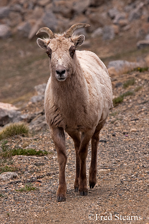 Arapaho NF Mount Evans Big Horn Sheep width=